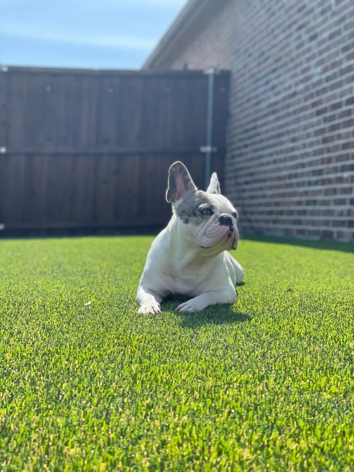 Landscape & Pet Turf project by Diamond Field Systems