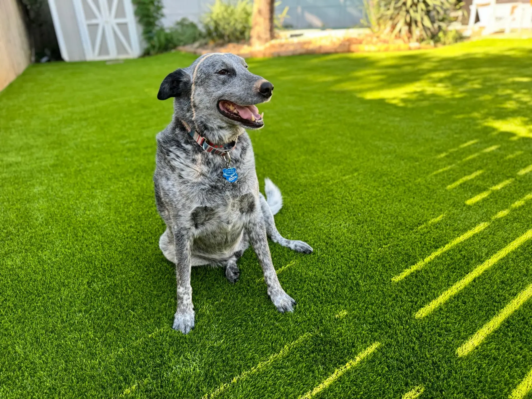Landscape & Pet Turf project by Diamond Field Systems