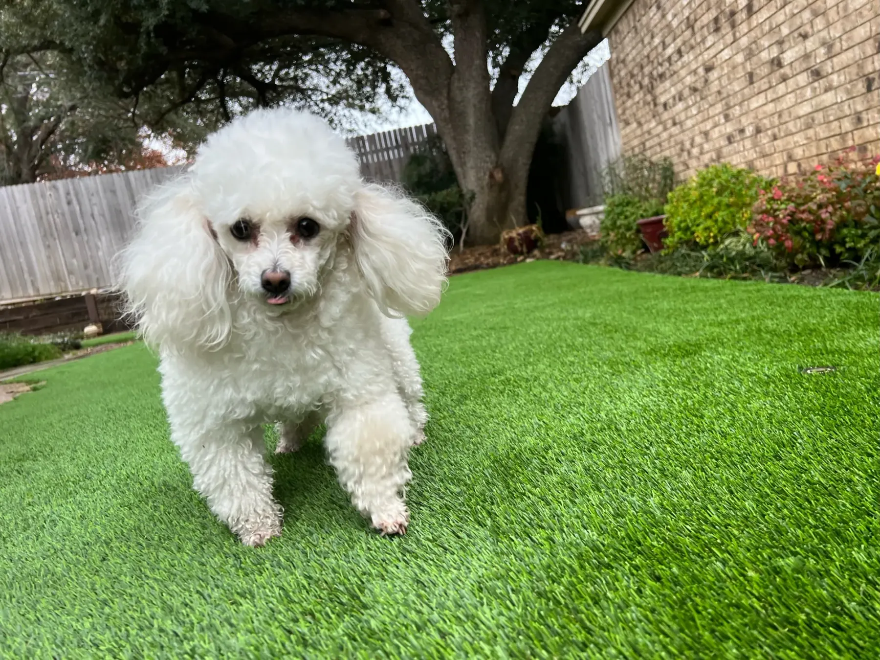 Landscape & Pet Turf project by Diamond Field Systems